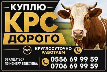 Айыл-чарба жаныбарлары: Оцениваем по рыночной цене работаем без посредников — 1