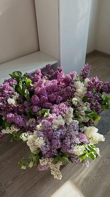 Букеты сиреней Ветка 100-150 сом Пишите на ВАЦАП Подберем вам ваш at lalafo.kg Букеты сиреней Ветка 100-150 сом Пишите на ВАЦАП Подберем вам ваш