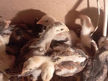 ящик для цыплят: Бойцовые цыплята из под хороших кровейвывод 15 февраля 27 — 2