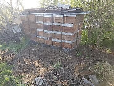 купить пасеку: Деревянный Ящик — 2