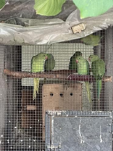 А/ч жаныбарлары үчүн тоюттар: Кольчатые ожереловые попугаи (Psittacula krameri) — молодые птицы — 1