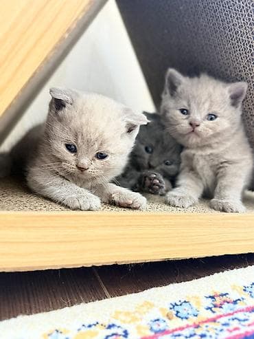 сиямский кошка: Вязка: Скотиш Фолд (Шотландская вислоухая), Мальчик, 2 года, Голубой — 5