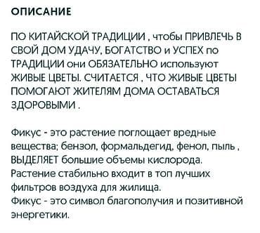 Фикусы: Фикус Бенджамина в горшке - Вид: Ficus benjamina — 4