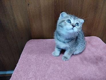 Кошки: Скотиш Фолд (Шотландская вислоухая), 2 месяца, Девочка, Приучена к лотку — 5