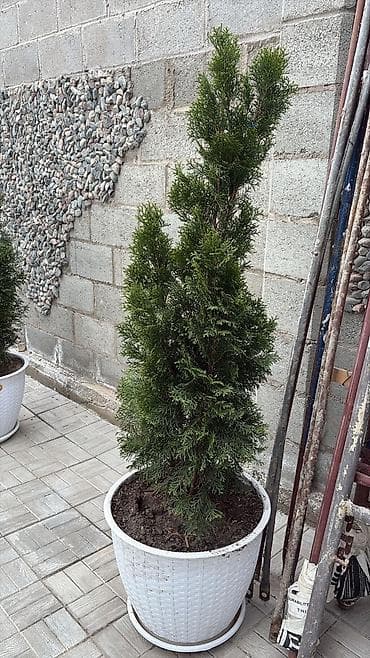 питомники: Бельгийские туи смарагд в ассортименте. прямые поставки из — 2