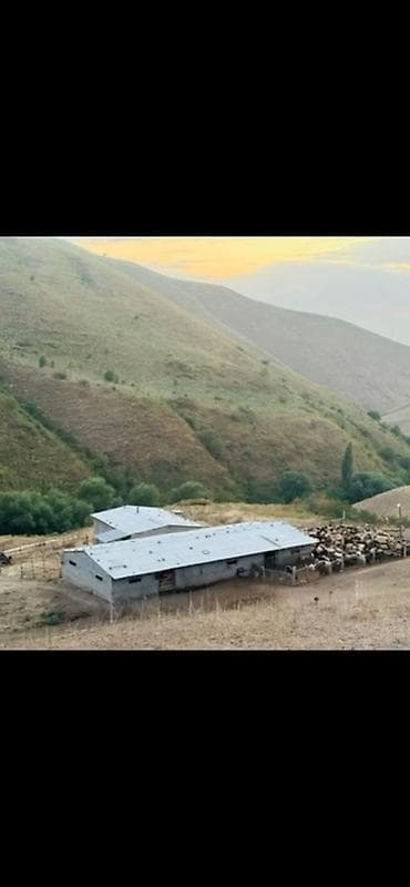 участок иссыккуль бостери: Кошара, 20 соток, Действующий, Частично с оборудованием, Электричество, Холодная вода — 1