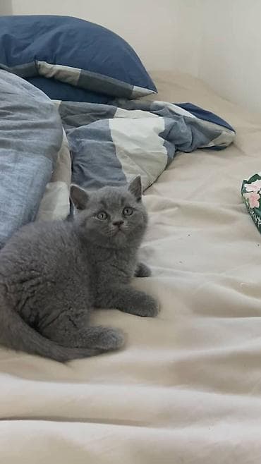 Кошки: Шотландский страйт, короткошёрстный котёнок,2 месяца окрас голубой — 1