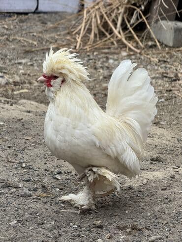 купить несушек курей: Продам пару султанок — 3