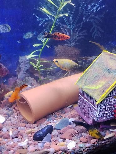 свежая форель: Продаю аквариум полный комплект+ рыбки и всё что на фото,подробнее по — 9