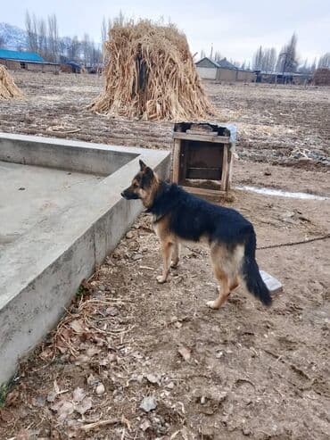 Вязка собак: Овчарка, 1 год, Самец — 2