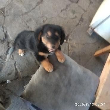 ботинки для мальчика: Такса, 2 месяца, Самец — 3