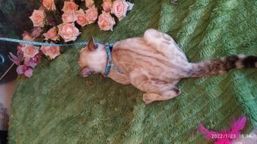 куда можно отдать собаку в бишкеке: Бенгальская, 2 месяца, Девочка — 17