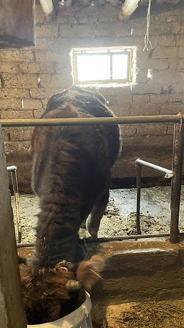 сосиска собака: Продаю | Тёлка | На откорм | Нетель — 5