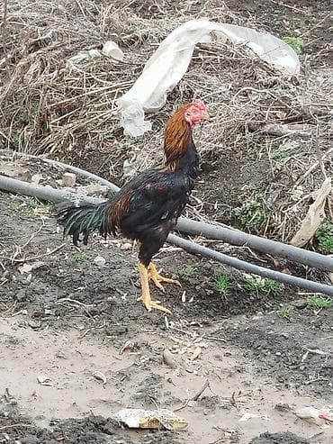 петушок рыба: Продаю | Петух | Бойцовая | Для боев — 1