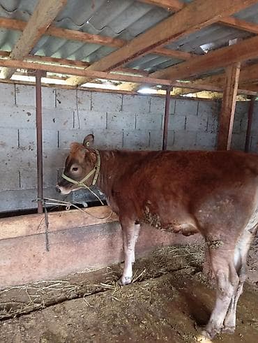 коровы симентал: Продаю | Тёлка | Для разведения | Нетель — 3