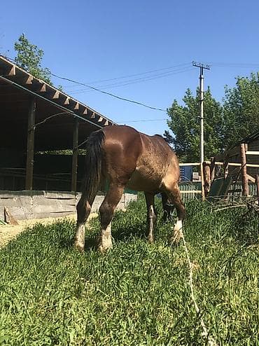 утята муларды купить: Продаю | Жеребец | Полукровка | Конный спорт | Племенные — 7