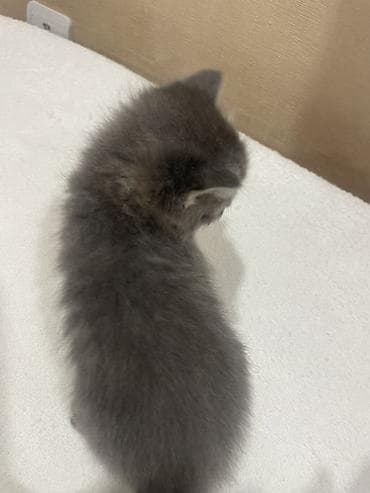 Мышыктар: Скотиш Страйт (Шотландиялык тик кулактуу), 1 айлык, Эркек, Боз, Аргын — 2