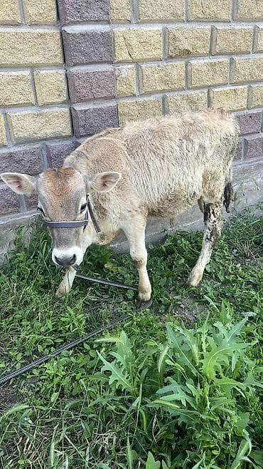 собака корги купить: Продаю | Корова (самка), Бык (самец) — 4