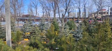 диваны бишкек табылга: Пихта,Голубые ели,Голубая ель,Сосна,Можевельник,Ёлка — 2