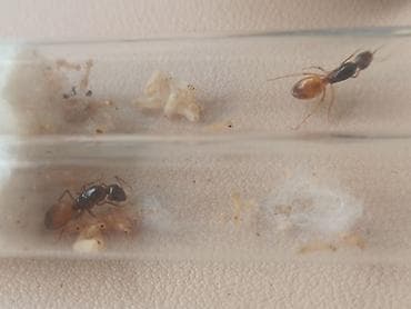 черный муравей: Camponotus fedtschenkoi - желтые земляные муравьи. Матка - 12-13 мм — 1