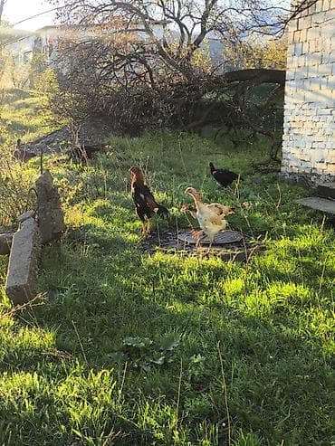 бишкек тай: Сатам | Короздор | Тебиштирүүчү | Көбөйтүү үчүн — 2