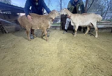 алабай бишкек: Сатам | Ургаачы кой (ургаачы) | Көбөйтүү үчүн | Асыл тукумдуу — 2