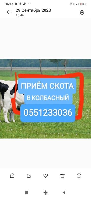 тюк пресс: Куплю | Коровы, быки, Лошади, кони | Забитый, Круглосуточно, Любое состояние — 1