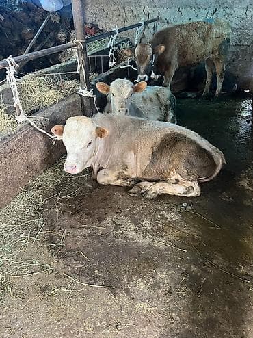 Продаю | Бык (самец) | Ангус, Аулиекольская | На откорм