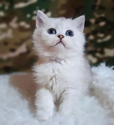 сфинкс котята: Скотиш Страйт (Шотландская прямоухая), 2 месяца, Девочка, Серебристая шиншилла, Приучена к лотку, Проглистована — 1