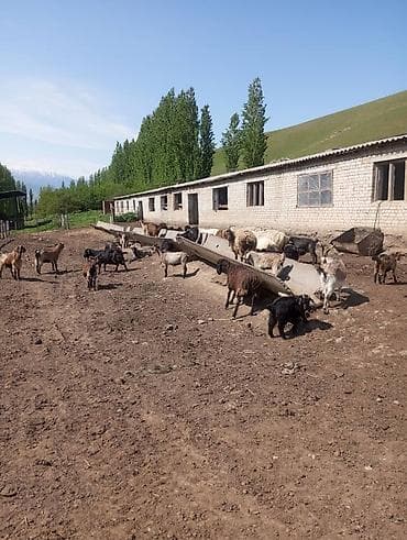 Продаю | Коза (самка) | Полукровка | Для разведения | Котные