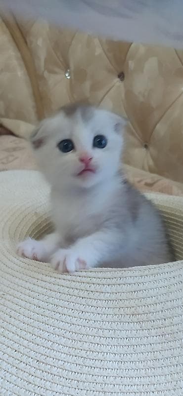 кошки скотиш фолд: Шотландский вислоухий котёнок (Scottish Fold) - Окрас: бело-серый, с — 5