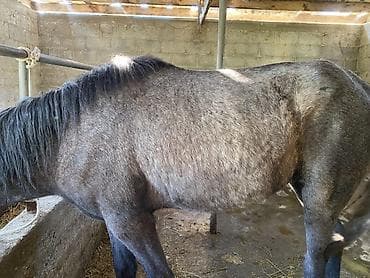 прокат лошади: Продаю | Кобыла (самка), Жеребенок | На забой, Для разведения — 6