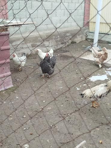 все для животных: Дамашный тооктор сатылат 5 тоок 1 короз бар активный алмашу жолдору — 3