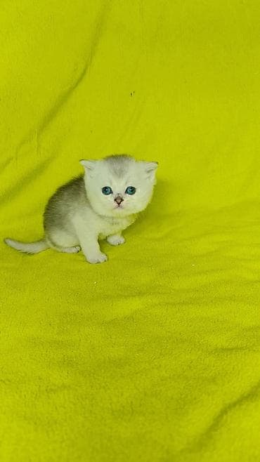 ит мышык: К раннему бронированию шотландские котята мальчики. Хайленд и гладко — 7