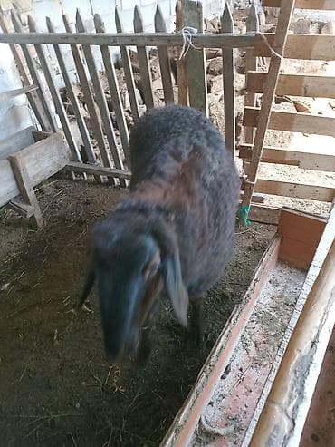 гуси линда: Продаю | Овца (самка) | Для разведения | Матка — 3