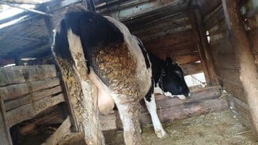 продаю дойных коров: Продаю | Корова (самка), Бык (самец) | Голштин | Для разведения | Привязанные — 6