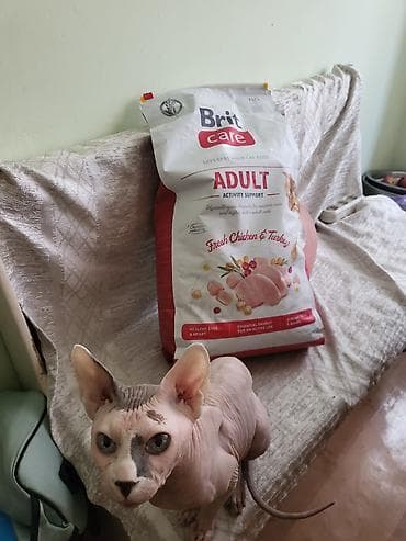 Продам корм для кошек, супер премиум, холистик. BRIT CARE ADULT
