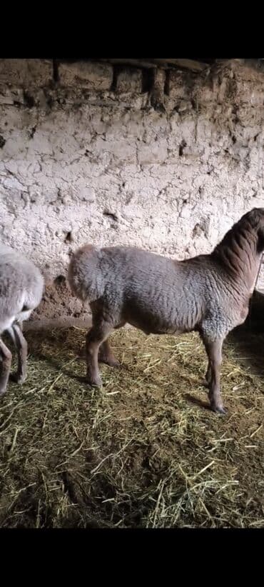 купить элитного щенка немецкой овчарки: Продаю | Баран (самец) | На забой | Племенные — 5