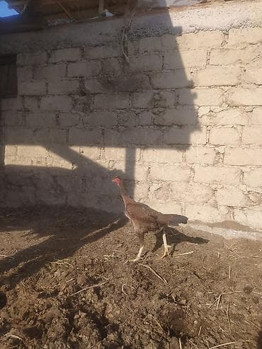 Услуги ветеринара: Продаю | Куры | Бойцовая | Для разведения — 4