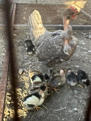 зоомагазин бишкек орто сай: Сатам | Балапандар | Үй | Көбөйтүү үчүн — 7