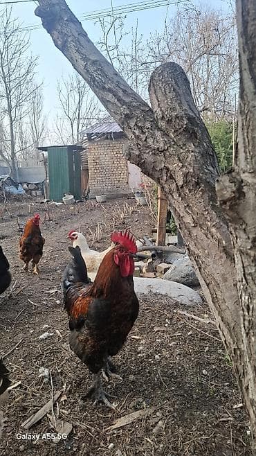 дикий фазан: Продаю | Петух | Домашняя | Для разведения — 1