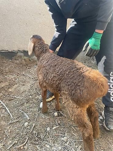 жаныбарлар: Сатам | Ургаачы кой (ургаачы), Козу | Көбөйтүү үчүн | Ургаачы — 9