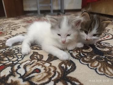 котята пушистые: Пушистые котята от длинношерстной кошки с ярким окрасом. На фото — — 6