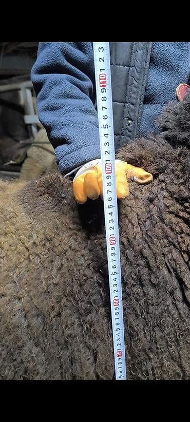 ящик аары: Сатам | Ургаачы кой (ургаачы) | Көбөйтүү үчүн | Асыл тукумдуу — 10