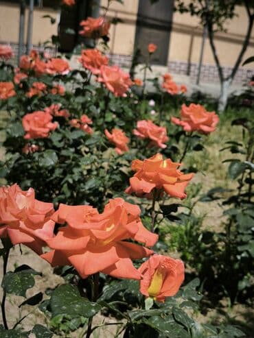 дом район ак орго: Үй, 1441 м², 8 бөлмө — 37