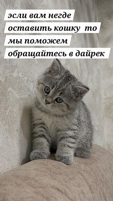 Услуга передержки кошек Если вам негде оставить кошку — поможем