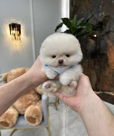 Продажа собак: Шпиц, 1 месяц, Самка, С прививкой, С родословной — 6