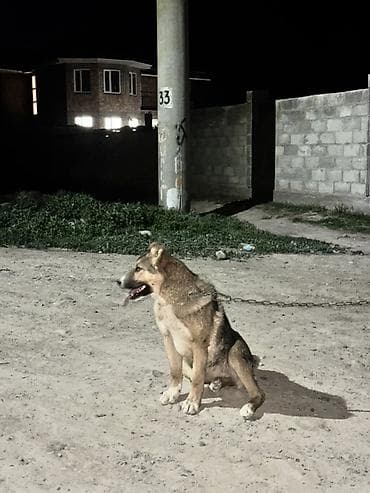 Үй жаныбарлары: Алабай, 3 айлык, Ургаачы, Эмделген — 2