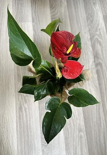садовые и комнатные растения: Антуриум (Anthurium andreanum) в горшке - Компактное комнатное — 2