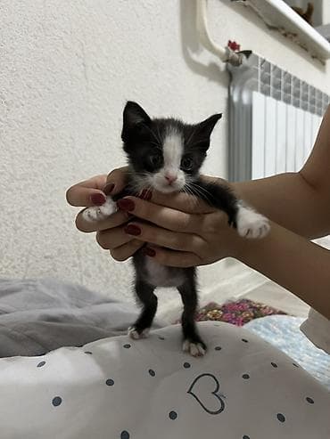 scottish fold: Котёнок черно-белого окраса (тиuxedo), с белой мордочкой, носиком и — 2